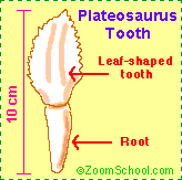 Plateosaurus tooth