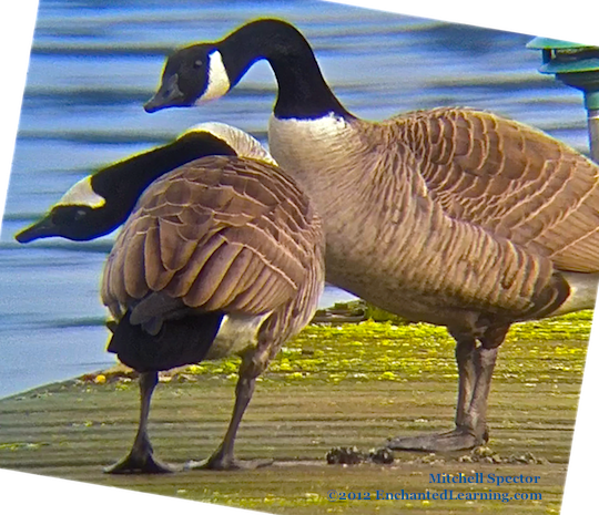Geese Being Geese - One with Head Upside-Down